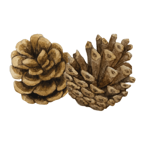 pommes de pin